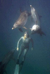 divingwithdolphins.jpg